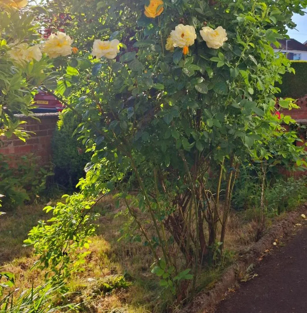 Ferienhaus Beautiful Home With Garden Great Location Belfast