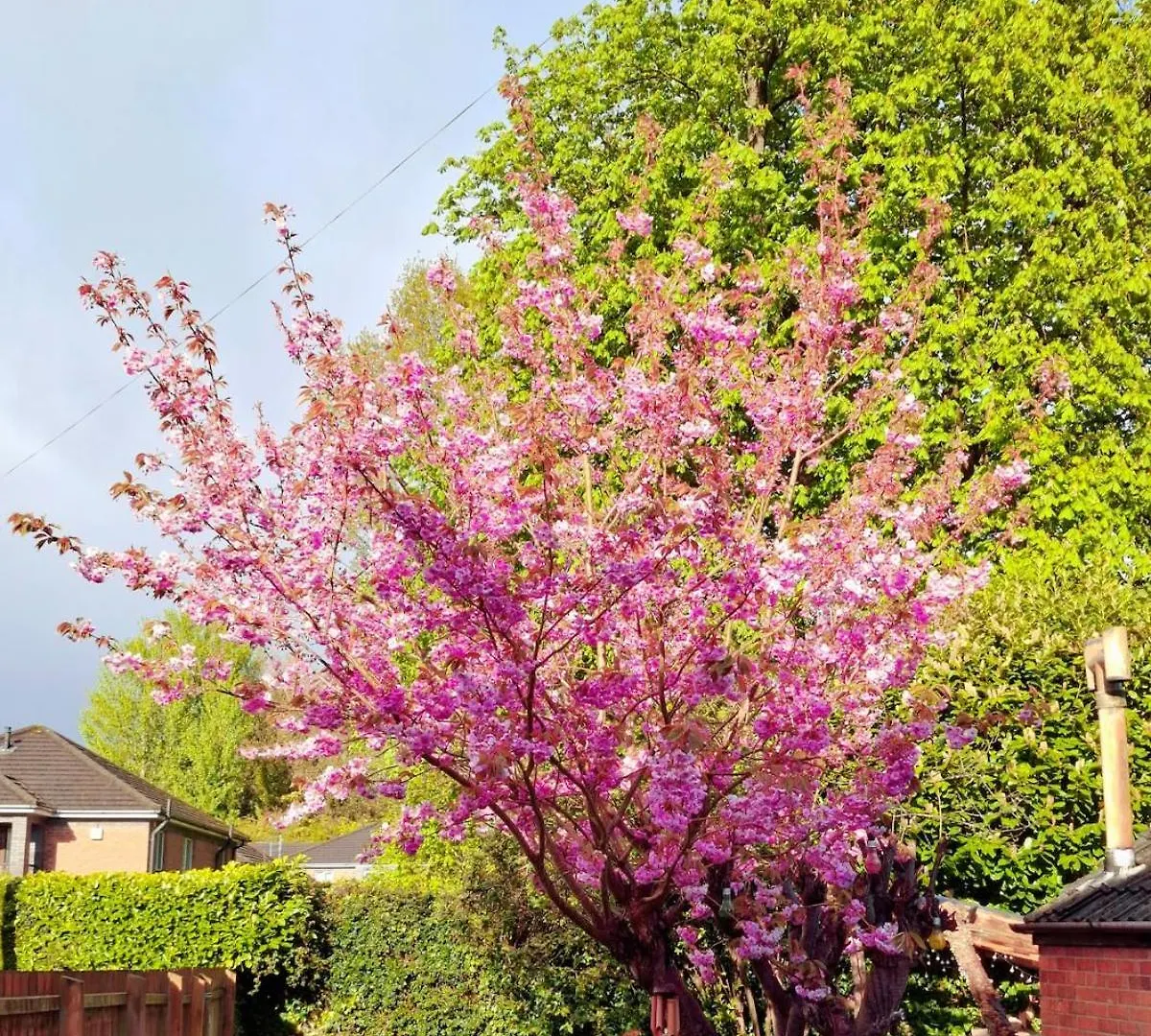 Beautiful Home With Garden Great Location Belfast Ferienhaus